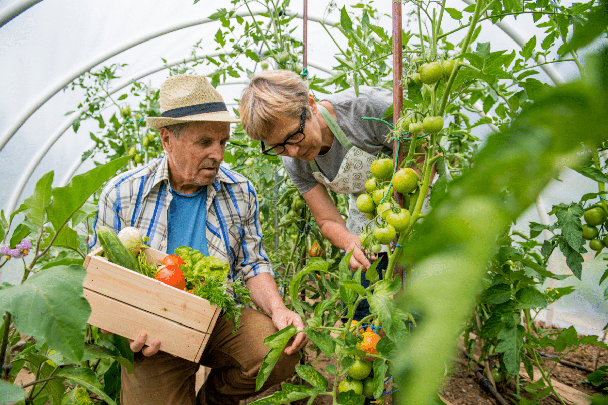 Potager : ces astuces simples pour récolter vite sans dépenser trop